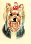 Yorkshire Terrier